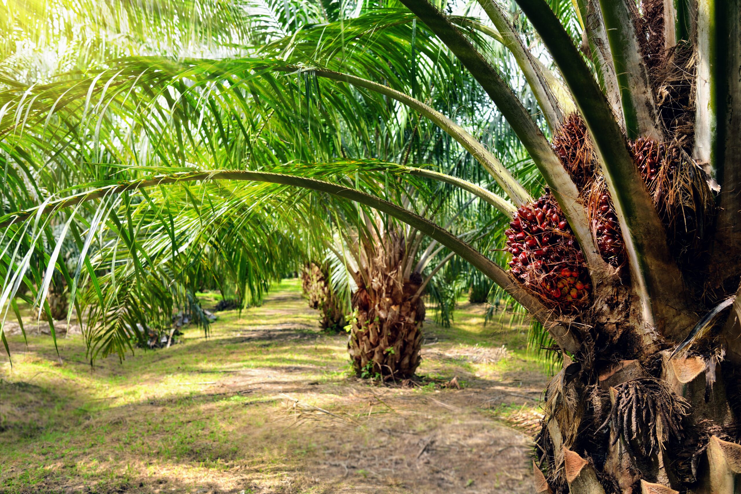 7 Essential Tips for Thriving Palm Oil Plantations