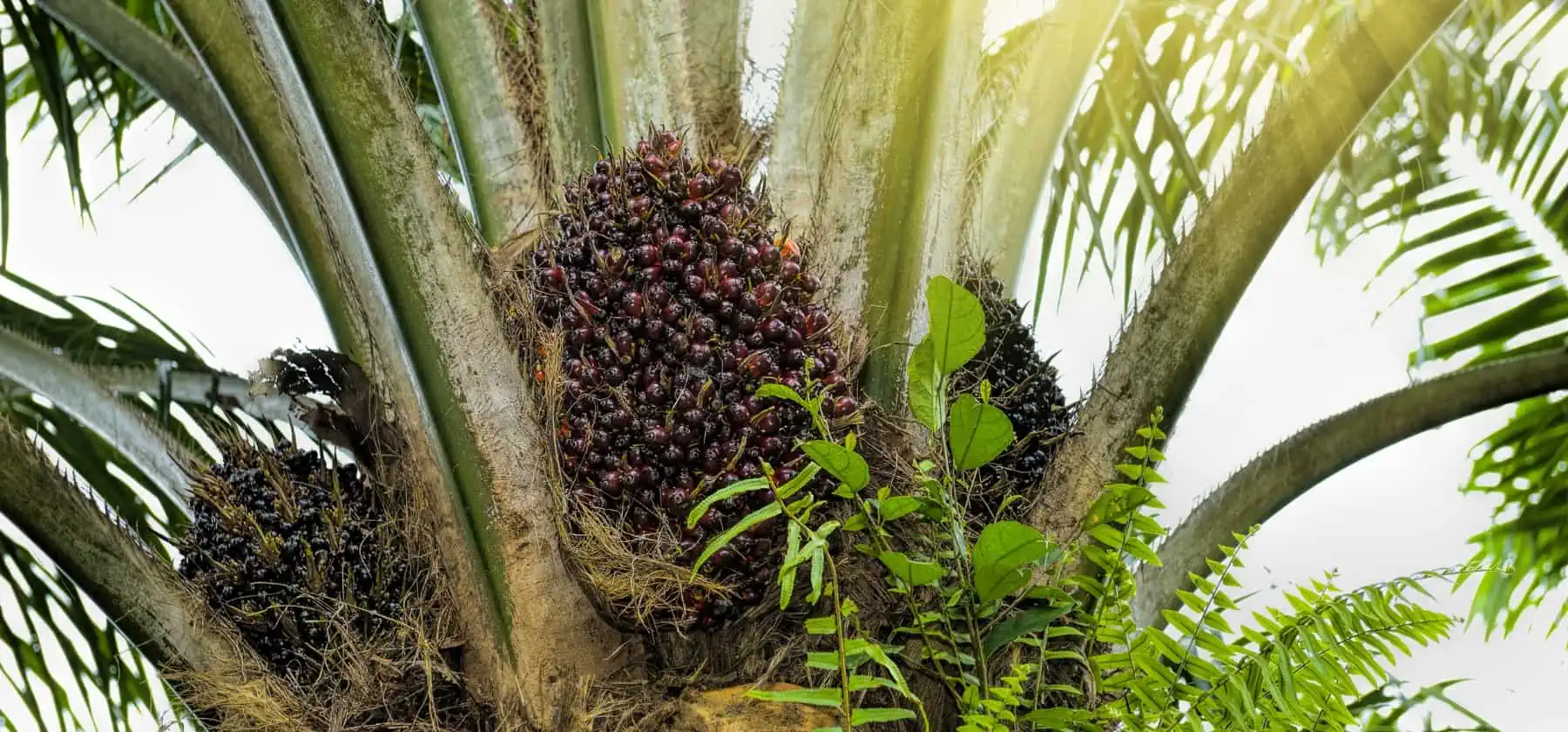 How Palm Oil Prices Reflect Economic Trends and What It Means for Your Plantation