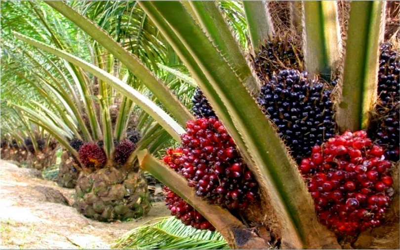 Maximizing Profits in Palm Oil Farming Proven Strategies for Sustainable Success and Financial Growth