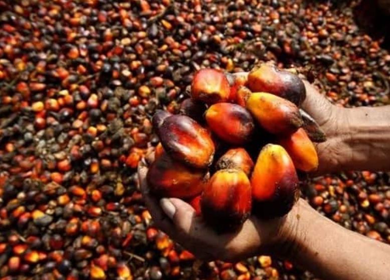 Overcoming Challenges in Palm Oil Farming: Practical Solutions for Success