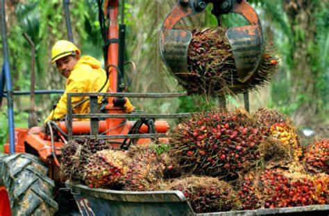 Palm Oil Prices The Invisible Threads Connecting Your Farm to the World