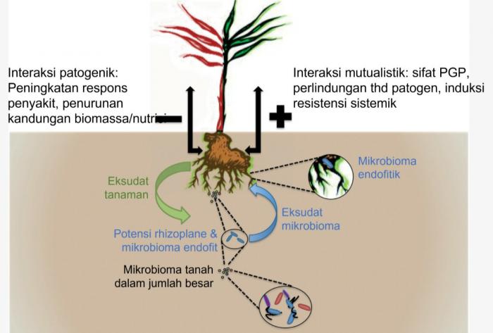 Peran Mikrobiologi dalam Peningkatan Produksi Kelapa Sawit