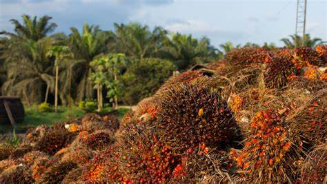 Unlocking the Future of Palm Oil Farming with Cutting-Edge Technology