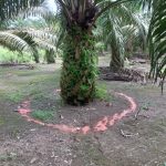 Cara Pemupukan Kelapa Sawit yang Efektif untuk Hasil Panen Maksimal