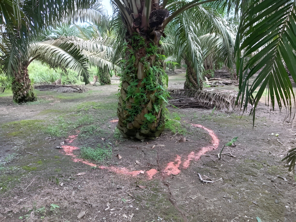 Cara Pemupukan Kelapa Sawit yang Efektif untuk Hasil Panen Maksimal