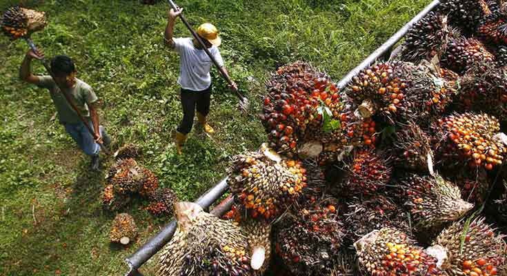 Tahapan Pasca Panen Kelapa Sawit